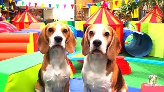 AMUSEMENT PARKFOR DOGS HILARIOUS REACTIONS FROM MY BEAGLES [upl. by Dilan]