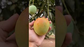 Gardening My mango tree is bearing fruit gardeningideas [upl. by Otilia]