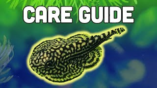 Hillstream Loach Care Guide – ​Amazing Oddball Algae Eater [upl. by Leuqer]