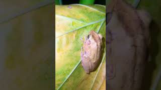 Smart Tree Frog Sleep On the Giant Taro at 11 PM [upl. by Bob]