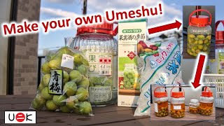 Learn how to make Umeshu Japanese plum wine with special Honey Umeshu  unik oddities [upl. by Shae]