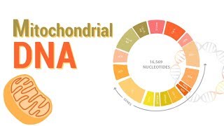 Mitochondrial DNA  mtDNA  All Mitochondrial genes detail [upl. by Tisbee]