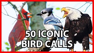 50 Iconic Bird Sounds [upl. by Anahc]