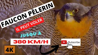 FAUCON PÈLERIN  IL PEUT VOLER JUSQUÀ 380 KMH  Les Plus Belles Couleurs En 4K HDR [upl. by Lehacim]