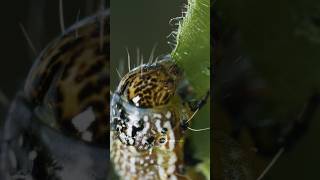 Caterpillar Eating Leaf Wincent T4pu7 insects nature wildlife [upl. by Marie-Ann169]