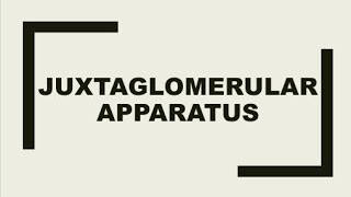 Juxtaglomerular apparatus [upl. by Atinauq]