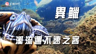 香港石澗路亞異鱲，絕美水下影像不速之客搶鏡 [upl. by Searle161]