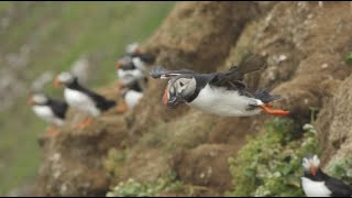 Slow Motion Puffins in Flight  Iceland  Lindblad ExpeditionsNational Geographic [upl. by Nodababus]