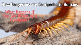 How Dangerous are Centipedes to Humans [upl. by Ariet]