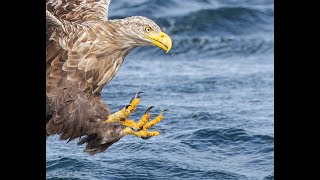 Photographing White tailed Eagles on Mull [upl. by Winthorpe211]