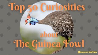 Top 50 Curiosities about the Guinea Fowl [upl. by Pohsib]