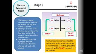 Lesson 4 Aerobic System [upl. by Laehcimaj]