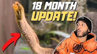 Freshwater Moray Eel in Community Tank 18 Month Update [upl. by Hedvah]