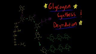 Glycogenesis and Glycogen Synthesis and Degredation Synthase phosphorylase Map of Metabolism [upl. by Fachini]