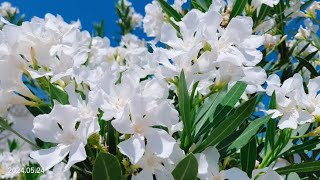 White Oleander  Nerium oleander Alba  showy clusters of white starshaped flowers [upl. by Iur]