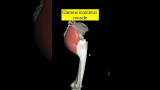 gluteus maximus muscle lowerlimb anatomy [upl. by Yroj]