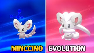 How To Evolve Minccino Into Cinccino In Pokemon Sword amp Shield  Galar Pokedex [upl. by Willing]