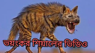 শিয়ালের ডাক Shiyaler dak 2022 [upl. by Muryh273]