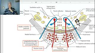 Anatomy of CNS Module in Arabic 2024 Auditory pathway by Dr Wahdan [upl. by Inol]