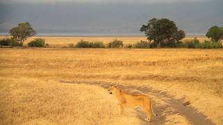 Abercrombie amp Kent Luxury Safari Ngorongoro Crater Tanzania [upl. by Ralat81]