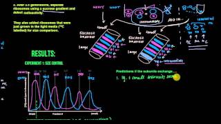 Ribosomal Subunits Exchange 173 and 174 [upl. by Carree305]