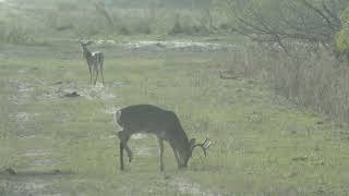 Bobbys Whitetail Buck harvested during the 202324 Season Unedited Version [upl. by Perpetua775]