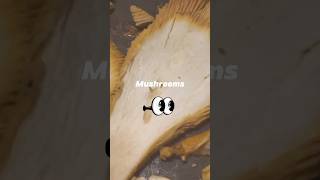 Chanterelle Mushrooms follow for full video Subscribe for cheap food ideas cooking foodie recipe [upl. by Shelba977]