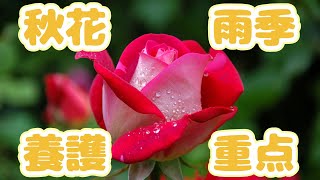 玫瑰秋天雨季的養護重點rose rosecare rosegarden rosebloom ladyofshalott ep30 2024119 [upl. by Drofnil]