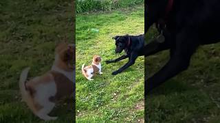 9 week old Jack Chi plays with Kelpie puppy [upl. by Galitea]