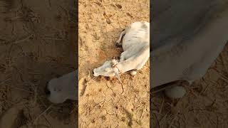 Cow infected in head cow infection head vlog [upl. by Grussing]