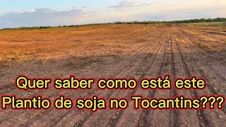 Como que está o plantio de soja no Tocantins em AraguacemaTO [upl. by Nywrad]