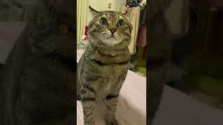 Stop copying me🤬cat angrycat funny catvideos [upl. by Ilrak]