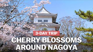 Cherry Blossoms around Nagoya  japanguidecom [upl. by Goldin947]