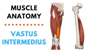 Vastus Intermedius  Muscle Anatomy  Joetherapy [upl. by Costin]