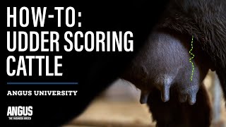 HOWTO UDDER SCORING CATTLE [upl. by Aierbma]