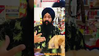 goldenretriever puppies की कीमत कितनी 💴💰💵 dogbreed youshorts doglover doglife viralshort [upl. by Mcclary]