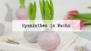 DIY Anleitung  Hyazinthen in Wachs einfach selber machen [upl. by Kempe653]