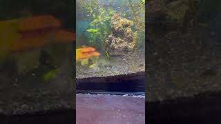 How to remove thread algae from your tank viralvideo shorts [upl. by Haduj]