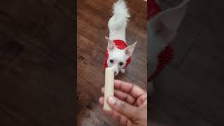 My Dog New Treat  🐕 Canine Carry Outs Dog Chew Bones dogtreats dog [upl. by Jacobina]