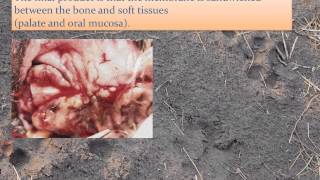 Laboratory on Bone Augmentation Techniques Dr Loic Legendre [upl. by Straub]