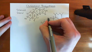 Cholesterol Biosynthesis Part 1 [upl. by Rubel]