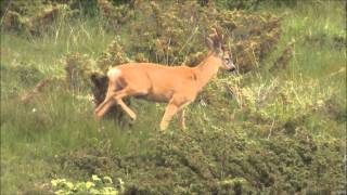 Barking Deer [upl. by Durant451]