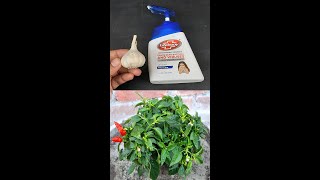 How to Use Garlic for Plants  Best Natural fertilizer for Plantsgarlic fertilizerShorts [upl. by Schriever108]