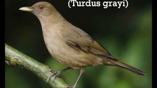 Claycolored Thrush [upl. by Jamnes871]