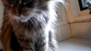 Maine Coon Cat Eating Peanut Butter [upl. by Hgielyak]