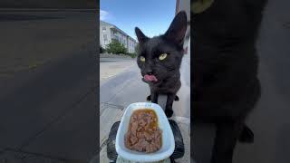 cat feeding at rc car cat catfeeding asmrcatfeeding cute feedinganimals catfeedingasmr [upl. by Liahcim880]