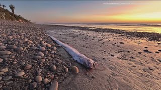 What we know about the elusive doomsday fish that washed ashore in California [upl. by Marla]