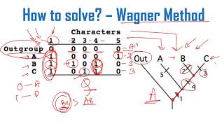 Cladogram analysis Problems and solutions for CSIR NET exam [upl. by Burkley]