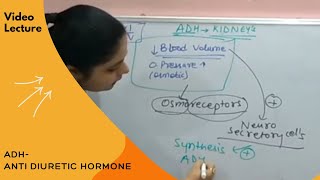 Anti Diuretic Hormone ADH  Posterior Pituitary I by Dr Nikita [upl. by Clance876]