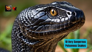 POISONOUS Snakes You Never Knew Existed [upl. by Pelligrini104]